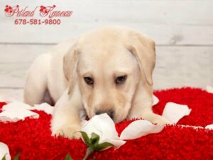 easy to train dog breeds