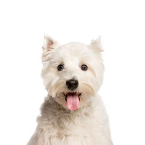 West Highland White Terrier