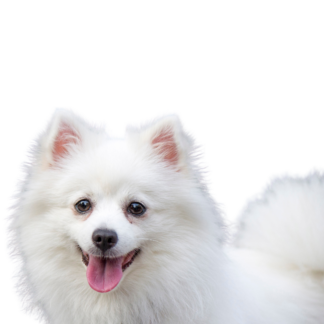 American Eskimo DOG