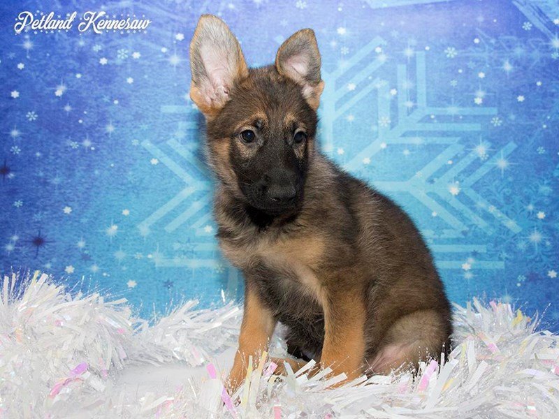The German Shepherd Dog – Interesting Facts About this Honorable Breed!