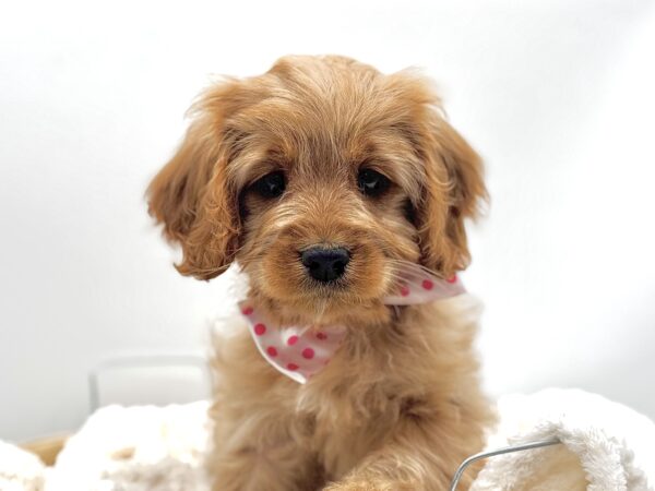 [#25952-07]  - Apricot F Cavapoo Puppies for Sale