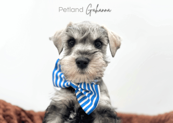 [#25783-02]  - Black / Silver M Miniature Schnauzer Puppies for Sale