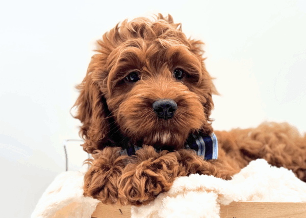 [#25288-01] - Red / White M Poodle/Cock A Poo Puppies for Sale