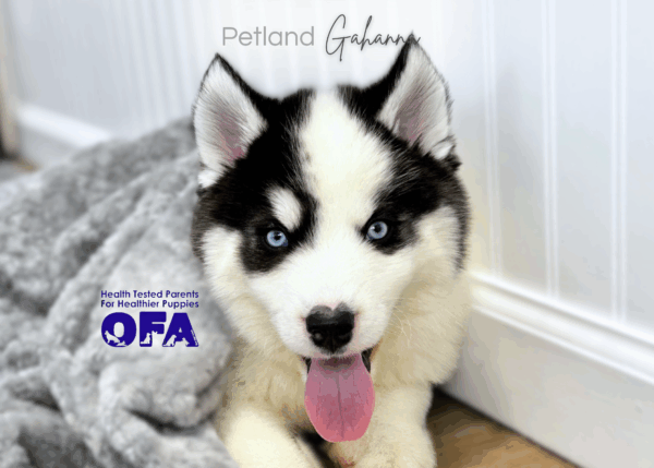 [#25791-03]  - Black / White M Siberian Husky Puppies for Sale