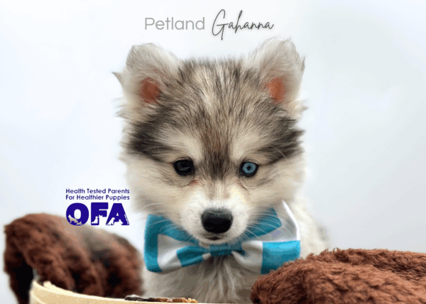 [#25778-02]  - Black / Tan F Alaskan Klee Kai Puppies for Sale