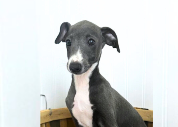 [#25361-03] - Blue / White M Italian Greyhound Puppies for Sale