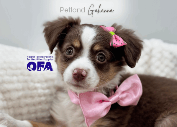 [#25819-03]  - Red / White F Australian Shepherd Puppies for Sale