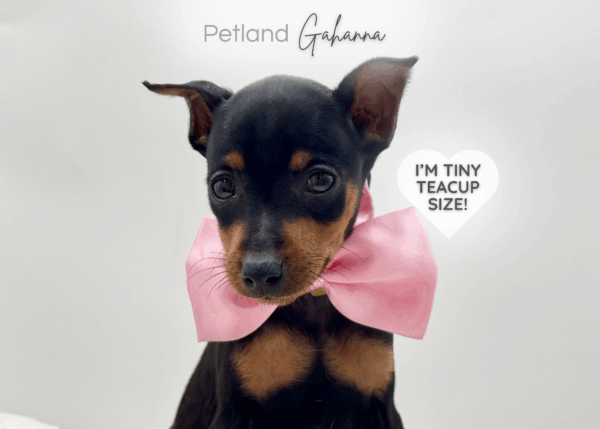 [#251052-05]  - Chocolate / Rust F Miniature Pinscher Puppies for Sale