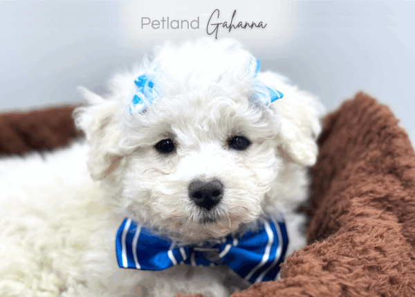 [#25730-03]  - White F Bichon Frise Puppies for Sale