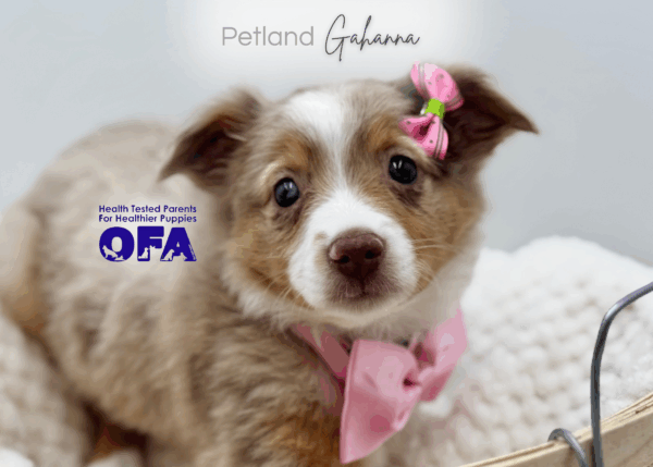 [#25819-05]  - Red Merle F Australian Shepherd Puppies for Sale