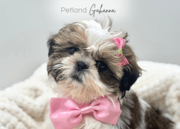 [#25270-04]  - Gold / White F Shih Tzu Puppies for Sale