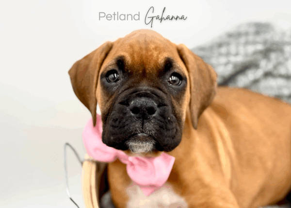 [#25955-07]  - Mahogany F Boxer Puppies for Sale