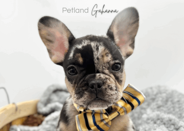 [#25809-04]  - Black Merle F French Bulldog Puppies for Sale