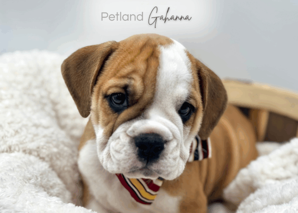[#25894-03]  - Red / White M Bulldog/Bulldog-Beagle Puppies for Sale
