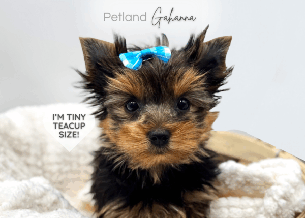 [#25712-07]  - Black / Tan F Yorkshire Terrier Puppies for Sale
