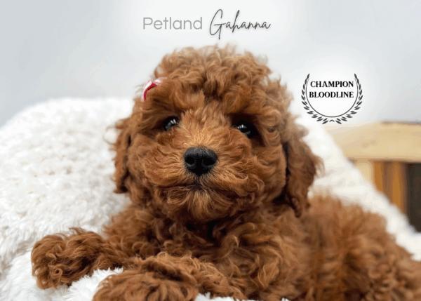 [#25938-01]  - Red M Poodle Puppies for Sale