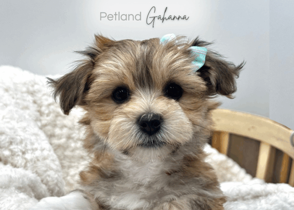 [#25665-04]  - Blue / Tan F Bichon/Yorkie Puppies for Sale