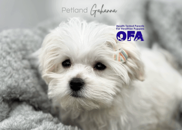 [#25553-05]  - White F Maltese Puppies for Sale