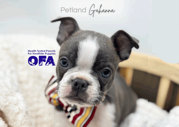 [#25907-01]  - Blue / White M Boston Terrier Puppies for Sale