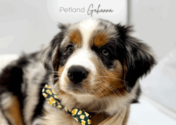 [#251022-01]  - Blue Merle M Australian Shepherd Puppies for Sale
