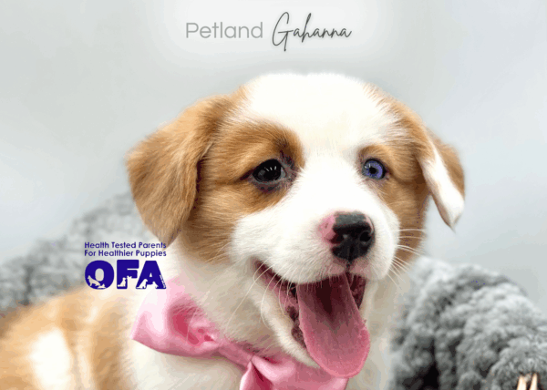[#25971-05]  - Red Merle F Pembroke Welsh Corgi Puppies for Sale