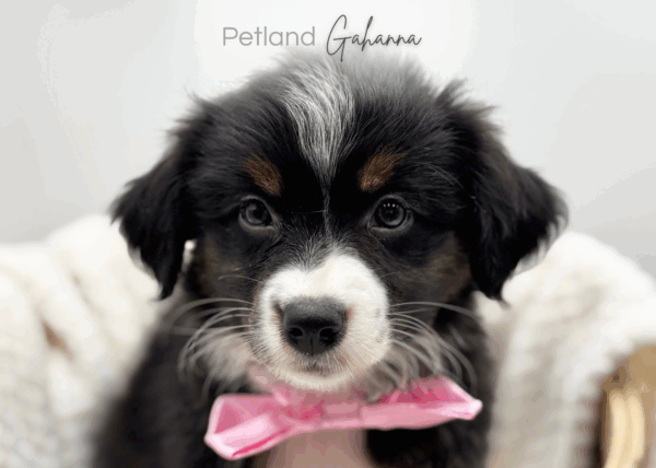 [#251021-07]  - Black F Australian Shepherd Puppies for Sale
