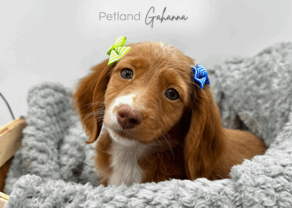 [#25988-01]  - Red M Dachshund Puppies for Sale