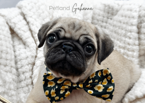 [#25796-03]  - Fawn M Pug Puppies for Sale