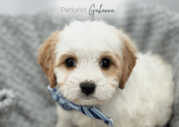 [#25910-03]  - Blenheim / White M Cavachon Puppies for Sale