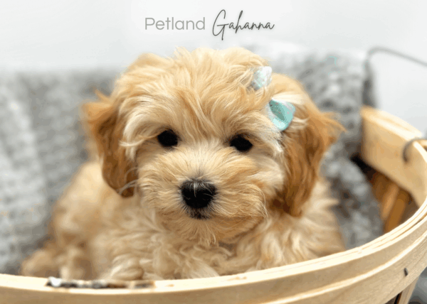 [#251081-05]  - Tan F CotonPoo Puppies for Sale