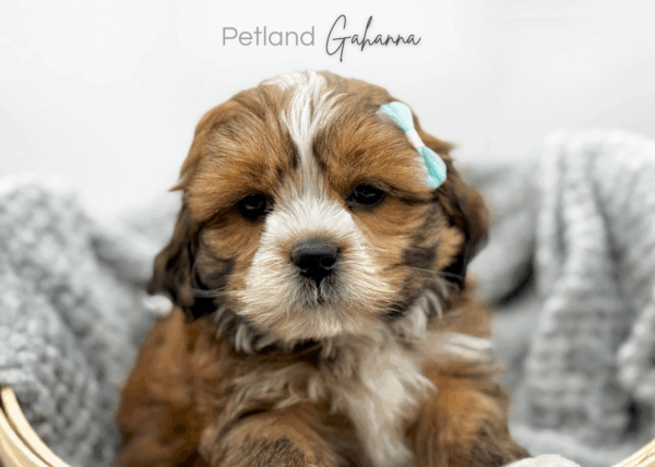[#25859-05]  - Brown / White F Lhasa Apso Puppies for Sale