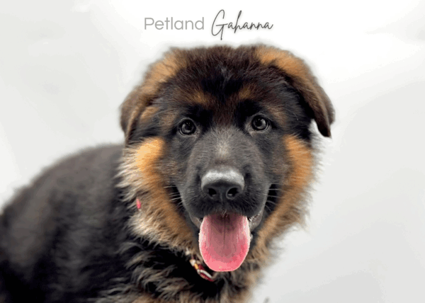 [#251070-01]  - Black / Tan M German Shepherd Dog Puppies for Sale