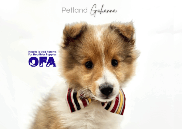 [#251172-02]  - Sable / White M Shetland Sheepdog Puppies for Sale