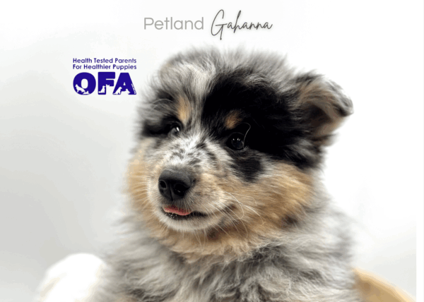 [#251162-01]  - Blue Merle M Pomsky 2nd Gen Puppies for Sale