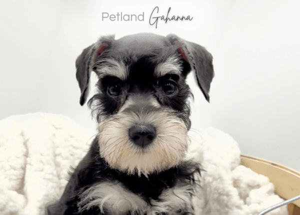 [#251127-03]  - Black F Miniature Schnauzer Puppies for Sale