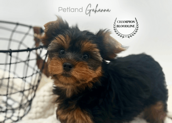 [#251399-02]  - Black / Tan M Yorkshire Terrier Puppies for Sale