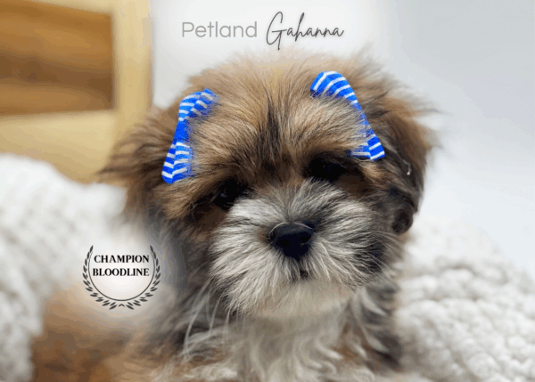 [#251394-04]  - Red Sable F Lhasa Apso Puppies for Sale