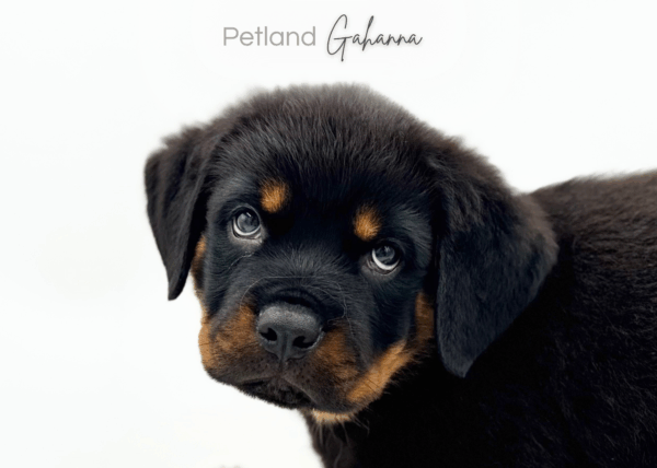 [#251376-06]  - Black / Tan M Rottweiler Puppies for Sale