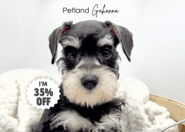 [#251127-03]  - Black F Miniature Schnauzer Puppies for Sale
