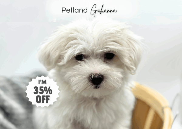[#251400-01]  - White M Maltese Puppies for Sale