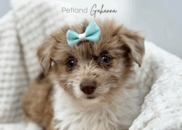 [#25952-04]  - Chocolate / White F Aussiechon Puppies for Sale