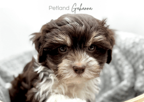 [#25862-01]  - Chocolate / White M Havanese Puppies for Sale