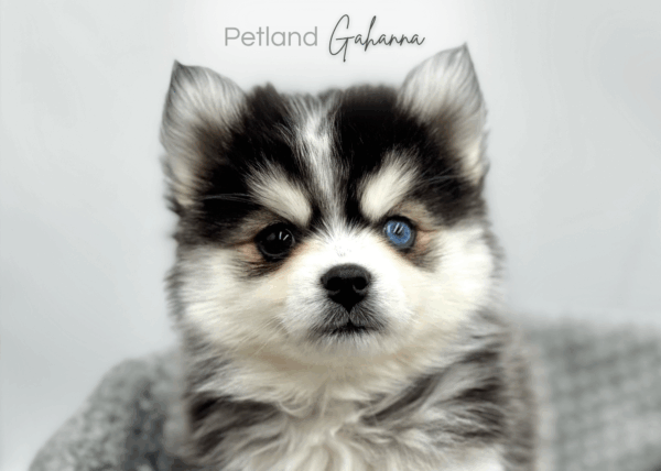 [#251084-05]  - Black / White F Pomsky Puppies for Sale