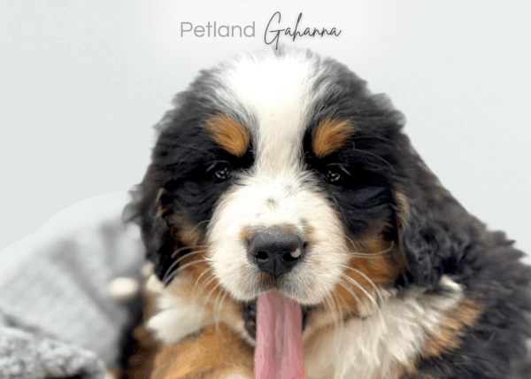 [#251238-01]  - Black Rust / White M Bernese Mountain Dog Puppies for Sale