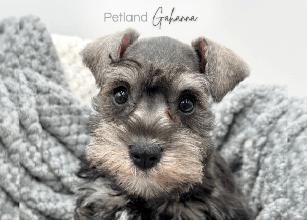 [#251129-05]  - Black F Miniature Schnauzer Puppies for Sale