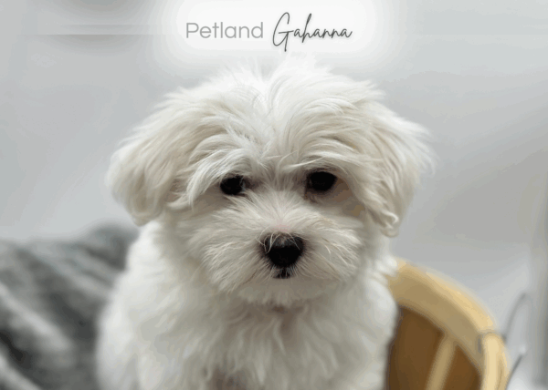 [#251400-01]  - White M Maltese Puppies for Sale