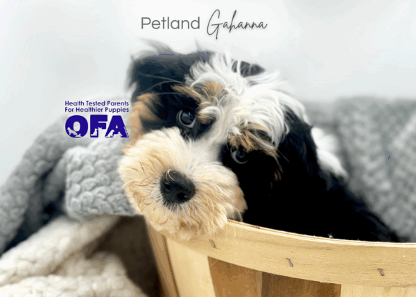 [#251532-01]  - Black Rust / White M Bernedoodle Mini Puppies for Sale