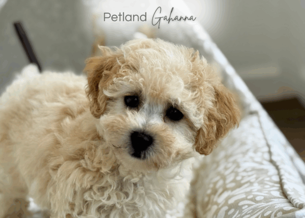 [#251713-02]  - Cream F Bichapoo Puppies for Sale
