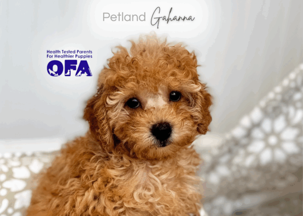 [#251572-03]  - Red F Poodle Puppies for Sale
