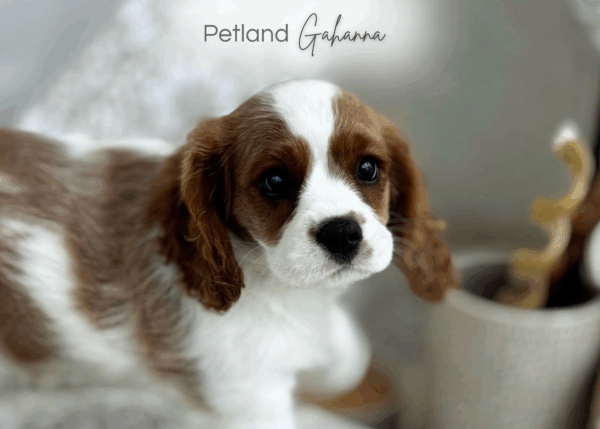 [#251441-02]  - Blenheim F Cavalier King Charles Spaniel Puppies for Sale